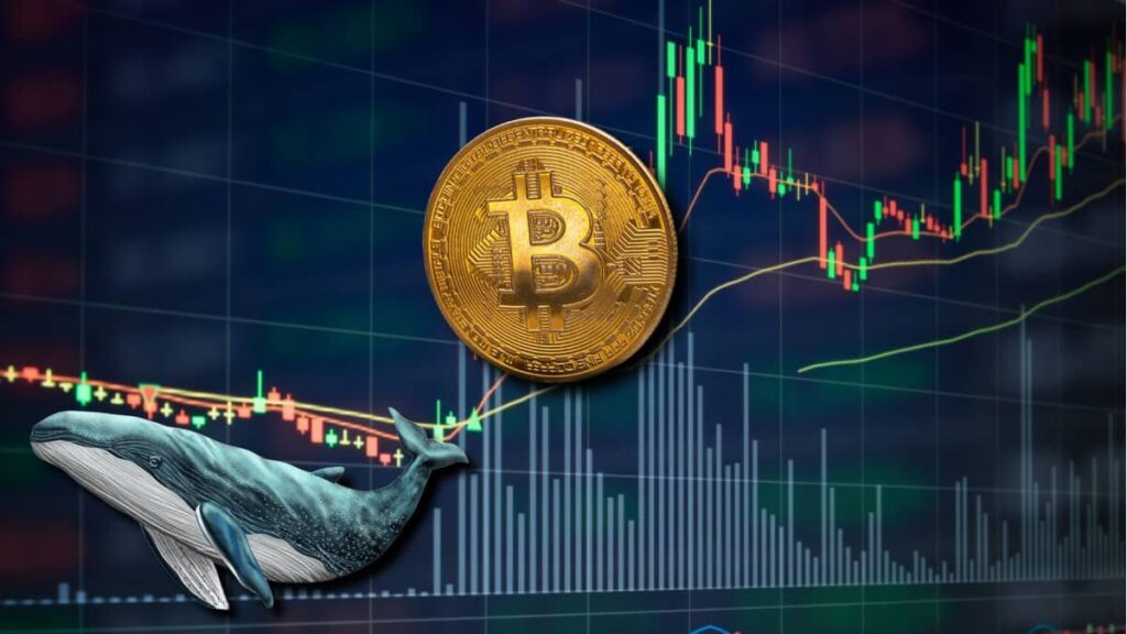 bitcoin-whale-1024x576-1